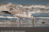 European Herring Gull<br><i>Larus argentatus ssp.</i>