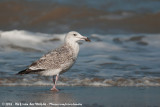 European Herring Gull<br><i>Larus argentatus ssp.</i>