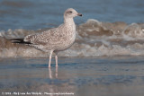 European Herring Gull<br><i>Larus argentatus ssp.</i>