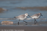 Sanderling<br><i>Calidris alba alba</i>