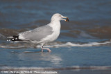 European Herring Gull<br><i>Larus argentatus ssp.</i>