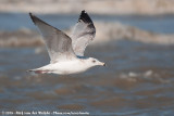 European Herring Gull<br><i>Larus argentatus argenteus</i>