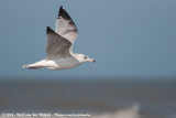 European Herring Gull<br><i>Larus argentatus argenteus</i>