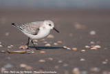 Sanderling<br><i>Calidris alba alba</i>