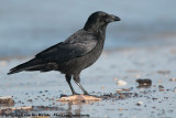 Carrion Crow<br><i>Corvus corone corone</i>