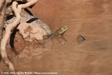 Spanish Pond Turtle<br><i>Mauremys leprosa leprosa</i>