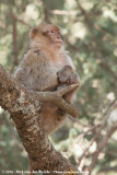Barbary Macaque<br><i>Macaca sylvanus</i>