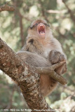 Barbary Macaque<br><i>Macaca sylvanus</i>