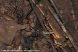 Truando Toad<br><i>Rhaebo haematiticus</i>