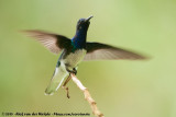 White-Necked Jacobin<br><i>Florisuga mellivora mellivora</i>