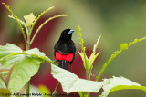 Passerinis Tanager<br><i>Ramphocelus passerinii passerinii </i>