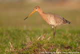 Black-Tailed Godwit<br><i>Limosa limosa limosa</i>