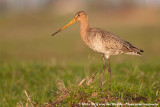 Black-Tailed Godwit<br><i>Limosa limosa limosa</i>