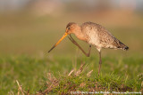 Black-Tailed Godwit<br><i>Limosa limosa limosa</i>