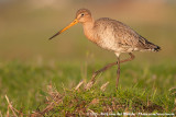 Black-Tailed Godwit<br><i>Limosa limosa limosa</i>