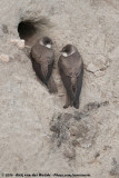 Sand Martin<br><i>Riparia riparia riparia</i>