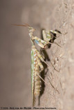 Thistle Mantis<br><i>Blepharopsis mendica mendica</i>