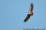 Griffon Vulture<br><i>Gyps fulvus fulvus</i>
