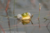 Pool Frog<br><i>Pelophylax lessonae</i>