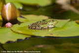 Edible Frog<br><i>Pelophylax kl. esculentus</i>