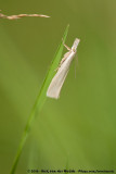 Immaculate Grass-Veneer Moth<br><i>Crambus perlella</i>