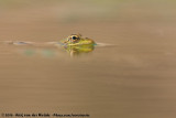 Sahara Frog<br><i>Pelophylax saharicus</i>