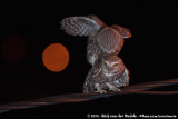 Little Owl  (Steenuil)