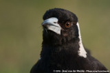 Australian Magpie<br><i>Gymnorhina tibicen tibicen</i>