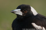 Australian Magpie<br><i>Gymnorhina tibicen tibicen</i>