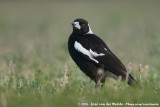 Australian Magpie<br><i>Gymnorhina tibicen tibicen</i>