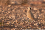 Cream-Colored Courser<br><i>Cursorius cursor cursor</i>