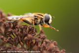 Large Tiger Hoverfly<br><i>Helophilus trivittatus</i>