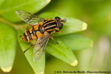 Common Tiger Hoverfly<br><i>Helophilus pendulus</i>