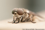 Large Marsh Horsefly<br><i>Tabanus autumnalis</i>