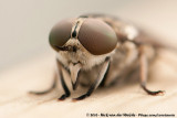 Large Marsh Horsefly<br><i>Tabanus autumnalis</i>