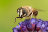 Drone Fly<br><i>Eristalis tenax</i>