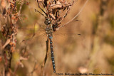 Migrant Hawker<br><i>Aeshna mixta</i>