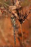 Migrant Hawker<br><i>Aeshna mixta</i>