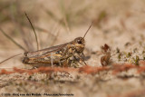 Mottled Grasshopper<br><i>Myrmeleotettix maculatus maculatus</i>