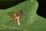 Common Tiger Hoverfly<br><i>Helophilus pendulus</i>