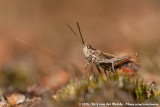 Bow-Winged Grasshopper<br><i>Chorthippus biguttulus biguttulus</i>