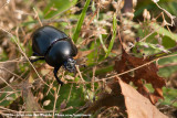 Spring Dor-Beetle<br><i>Geotrupes vernalis</i>