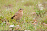 Northern Wheatear<br><i>Oenanthe oenanthe oenanthe</i>