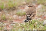 Northern Wheatear<br><i>Oenanthe oenanthe oenanthe</i>