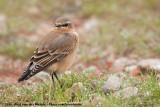 Northern Wheatear<br><i>Oenanthe oenanthe oenanthe</i>