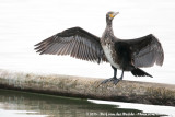 Great Cormorant<br><i>Phalacrocorax carbo sinensis</i>
