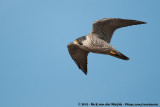 Peregrine Falcon<br><i>Falco peregrinus peregrinus</i>