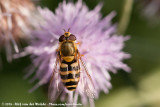 Unknown Hoverfly<br><i>Syrphus spec.</i>