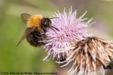 Common Carder Bumblebee<br><i>Bombus pascuorum moorselensis</i>