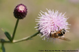 Stripe-Faced Dronefly<br><i>Eristalis nemorum</i>